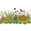 Colorful Mixed Flowers And Grass With Purple Orange Yellow Blooms And Lush Green Foliage
