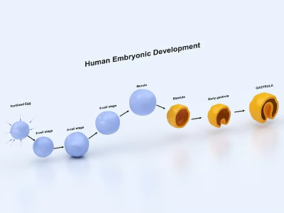 Modern fertilized egg development 3d model