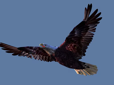 Majestic Bald Eagle Soaring With Outstretched Wings Against Clear Blue Sky 3d model