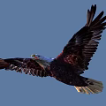 Majestic Bald Eagle Soaring With Outstretched Wings Against Clear Blue Sky