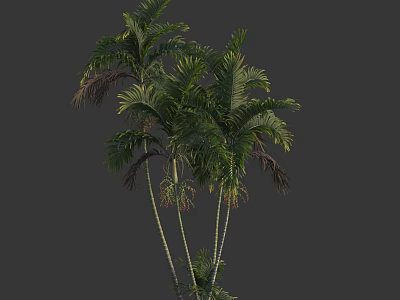 Lush Green Palm Trees With Tall Trunks And Vibrant Fronds In Clear View 3d model
