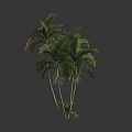 Lush Green Palm Trees With Tall Trunks And Vibrant Fronds In Clear View