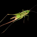 Green Grasshopper With Long Antennae And Slender Legs On Black Background