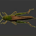 Green and Brown Grasshopper with Red Legs on Gray Reflective Surface 3d model