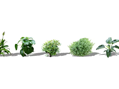 Various Ground Cover Plants For Garden Landscaping And Green Foliage 3d model