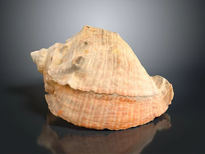 Beautiful Light Brown Orange Conch Shell with Textured Surface on Black Background and Reflection 3d model