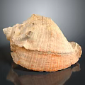 Beautiful Light Brown Orange Conch Shell with Textured Surface on Black Background and Reflection 3d model