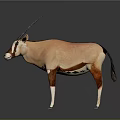 Brown and White Antelope with Long Horns Standing in Studio Setting 3d model