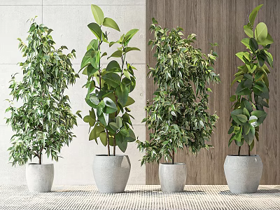 Bonsai Potted Plants with Lush Green Leaves in Gray Ceramic Pots for Indoor Home Decor 3d model