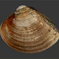 Brown And Orange Striped Clam Shell With Shiny Exterior Isolated On Dark Background