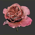 Beautiful Pink Rose With Ruffled Petals On Dark Background And Shiny Reflection