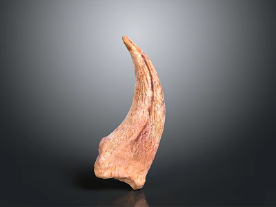 Close Up View Of Natural Animal Horn With Orange Brown Texture On Gray Background 3d model