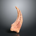 Close Up View Of Natural Animal Horn With Orange Brown Texture On Gray Background