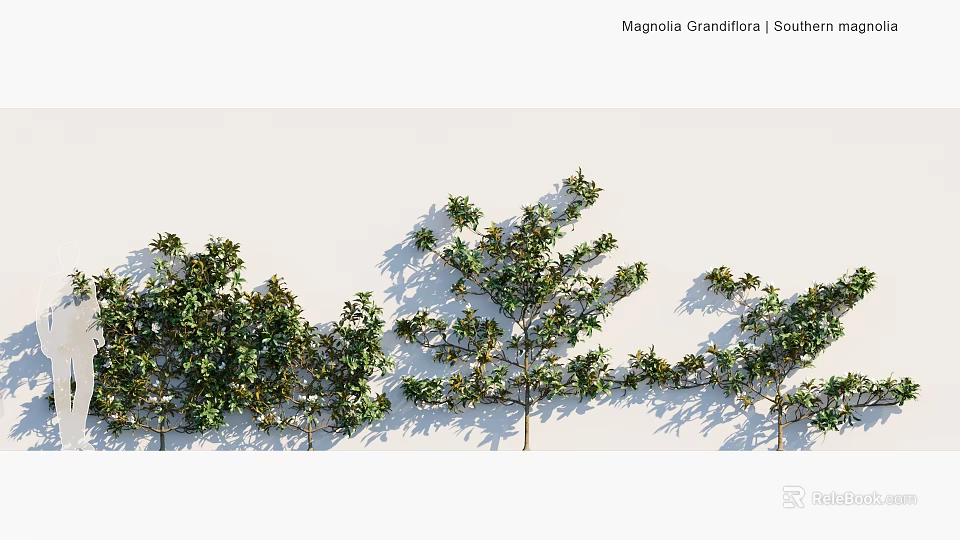 Southern Magnolia Evergreen Shrubs With Glossy Leaves And Dense Foliage For Landscaping 3d model 
