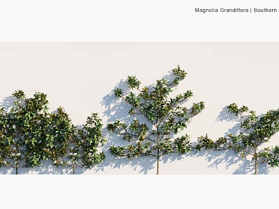 Southern Magnolia Evergreen Shrubs With Glossy Leaves And Dense Foliage For Landscaping 3d model