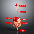 Detailed Anatomical Structure of Abdominal Organs Including Liver Stomach Small and Large Intestines
