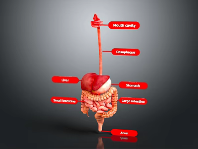 Detailed Anatomical Structure of Abdominal Organs Including Liver Stomach Small and Large Intestines 3d model
