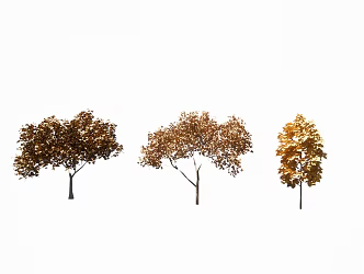 Modern tree maple leaf yellow tree ginkgo tree boxwood 3d model
