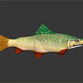 Colorful Aquatic Fish with Green Yellow Body Red Fins and White Spots on Gray Surface