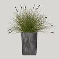 Green Potted Plant With Slender Leaves And Black Spiky Parts In Square Gray Pot