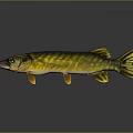 Yellow and Green Striped Pike Fish With Elongated Body Fins And Reflection On Gray Background
