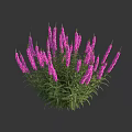 Vibrant Purple Flowers With Green Leaves Growing In Lush Clusters