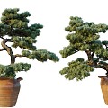 New Chinese Plant Bonsai Bonsai Green Plant Flowers Flowers Trees Plants Green Plant Wall Flower Pot 3d model