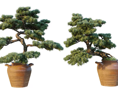 Elegant Bonsai Pine Trees in Brown Clay Pots with Curved Branches and Lush Green Foliage 3d model