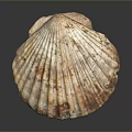 Scallop Shell With Brown White Patterns Textured Surface On Dark Background
