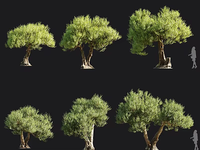 Six Olive Trees Various Shapes and Sizes for Landscape Design with Human Silhouette Scale 3d model