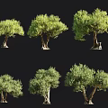 Six Olive Trees Various Shapes and Sizes for Landscape Design with Human Silhouette Scale