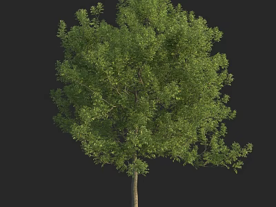 Lush Green Arbor With Dense Foliage And Strong Trunk In Natural Growth 3d model