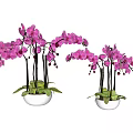 Bonsai Potted Purple Orchid Plants with Green Leaves and Long Stems in White Pots