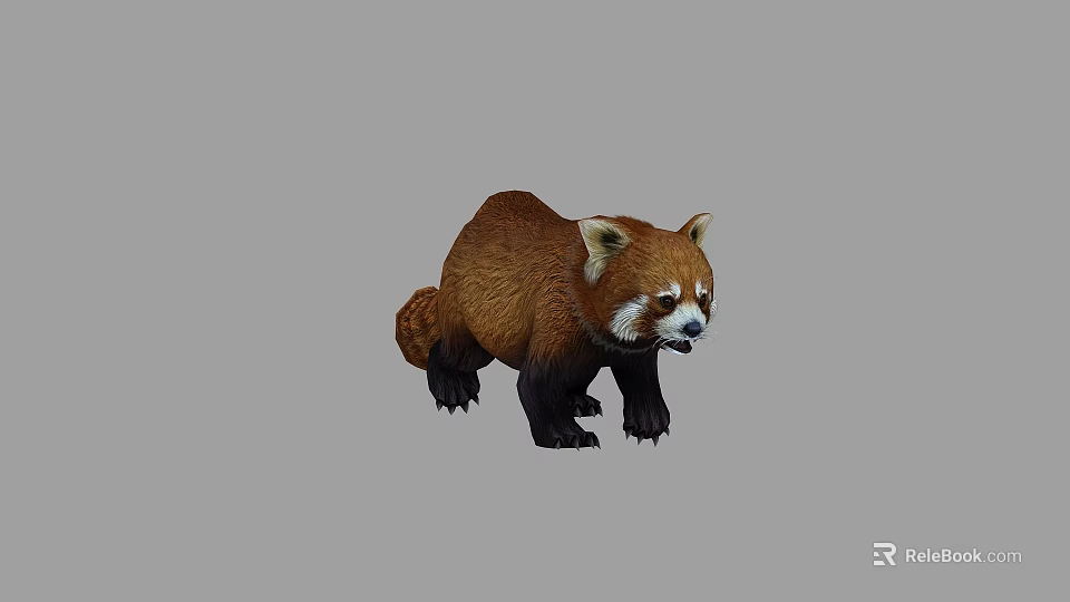 Realistic Red Panda With Brown Fur And White Facial Markings On Gray Background 3d model 