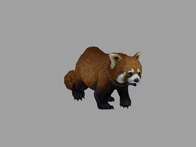 Realistic Red Panda With Brown Fur And White Facial Markings On Gray Background 3d model