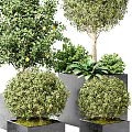 Various Shaped Bonsai Potted Plants In Grey Square Pots For Decoration