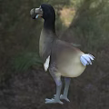Interesting Duck Billed Reptile Standing On Green Grass With Trees In Natural Habitat
