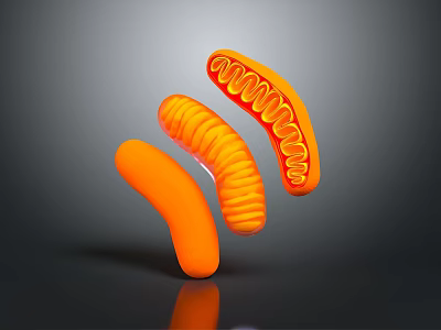 Three Vibrant Orange Curved Tubular Structures With Internal Ribbed Design Arranged In Flowing Form 3d model