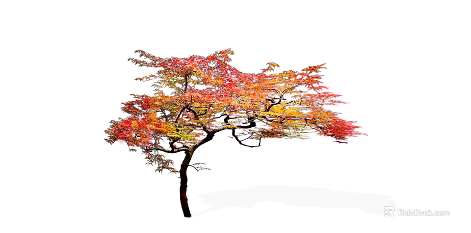 Elegant Deciduous Tree With Vibrant Red Orange Yellow Autumn Leaves And Graceful Branches 3d model 