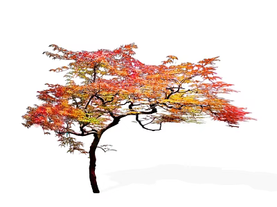 Elegant Deciduous Tree With Vibrant Red Orange Yellow Autumn Leaves And Graceful Branches 3d model