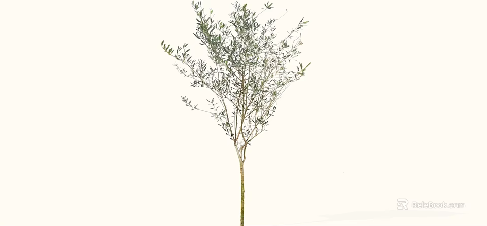 Olive Tree With Slender Branches And Lush Green Leaves For Decoration 3d model 