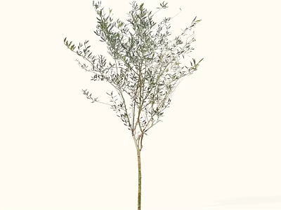 Olive Tree With Slender Branches And Lush Green Leaves For Decoration 3d model
