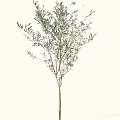 Olive Tree With Slender Branches And Lush Green Leaves For Decoration