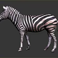 Game and Movie Character Zebra with Black White Stripes Standing on Gray Background with Reflection