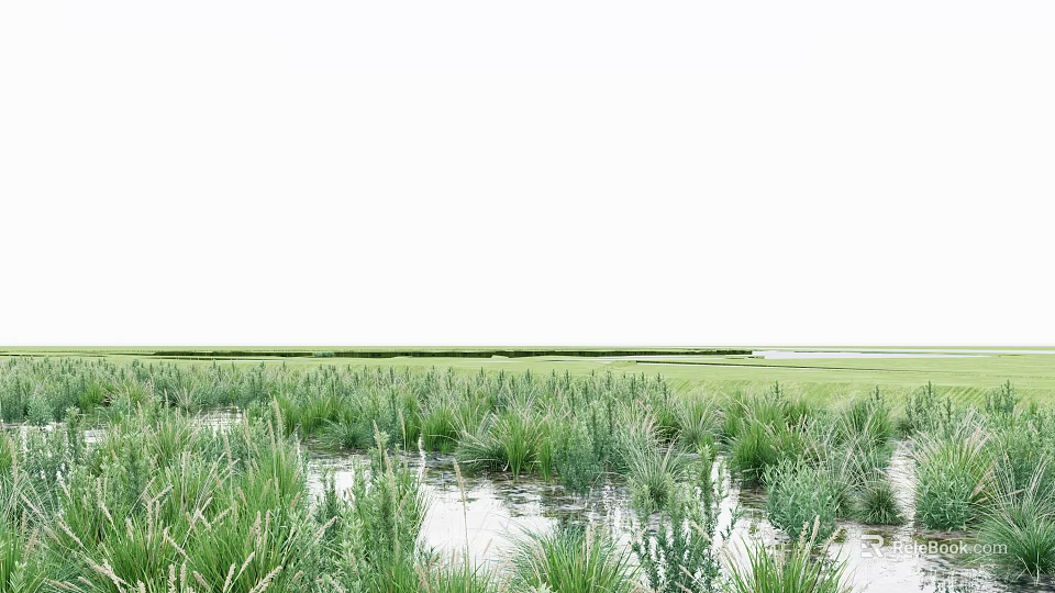 Lush Shrubs Thriving In Wetland Area With Water And Green Vegetation 3d model 