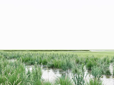Lush Shrubs Thriving In Wetland Area With Water And Green Vegetation 3d model