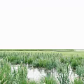 Lush Shrubs Thriving In Wetland Area With Water And Green Vegetation