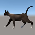 Siamese Cat With Blue Eyes And White Paws Walking On White Background