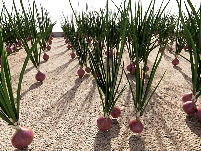 Modern Vegetable Onion 3d model Modern Vegetable Onion 3d model