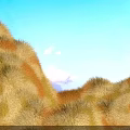 Scenic Golden Yellow Grass Field Under Clear Blue Sky With Fluffy White Clouds